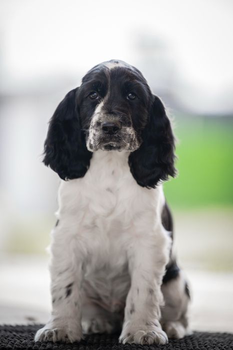 Английски спрингер шпаньол