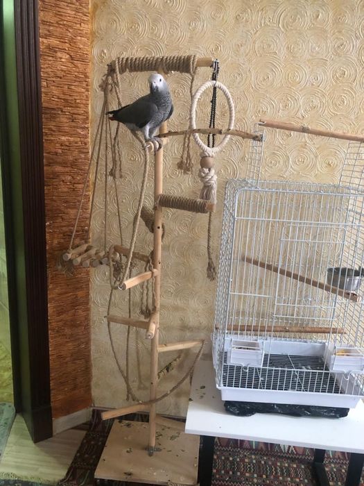 Жако попугай продаем