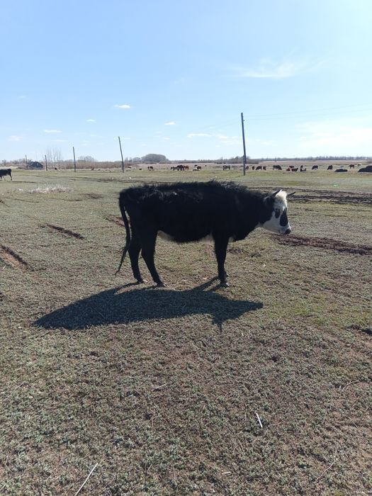 Продам КРС коровы