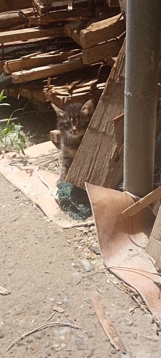 Отдам котят в добрые руки
