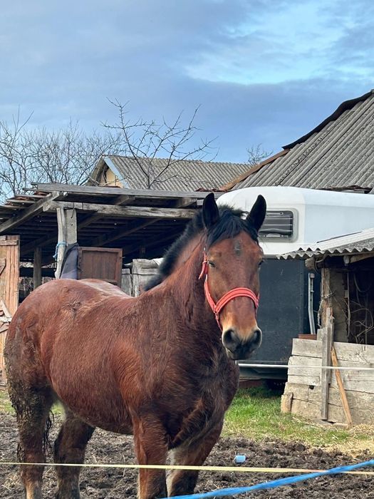 Vând mânză de 2 pe 3 ani merita văzută