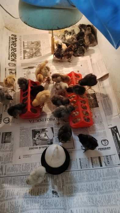 Продам брама цыплят ,три недели
