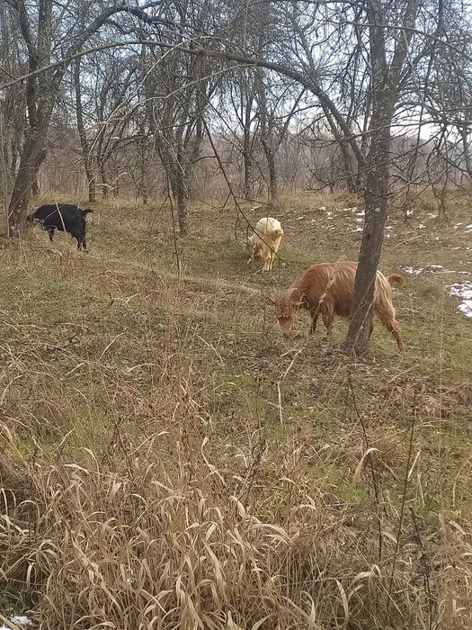 Vând capre gestante,de lapte