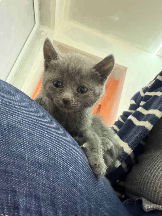 Котки шотландски клепоухи