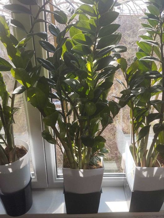 Замиакулькас комнатные растения