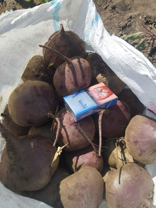 Продам Свеклу оптом