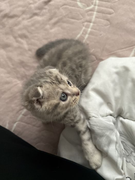 Вислоухий котёнок