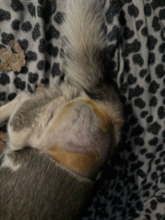 Джимбо ищет семью