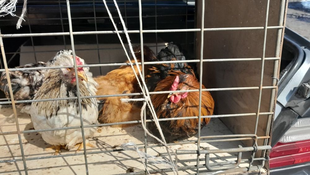 Продам карликов  4 штуки