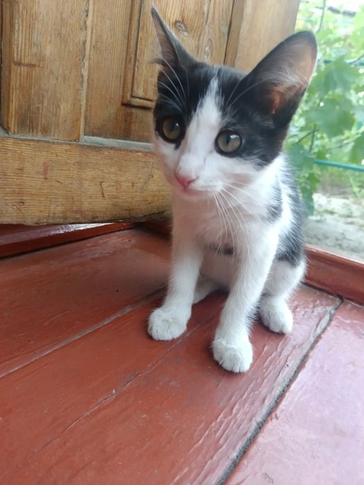 Кошка мышелов умная