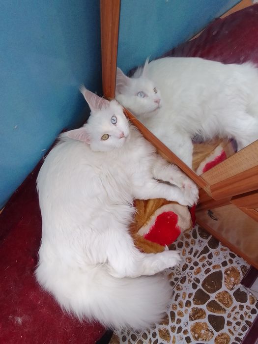 Ищем девочку для вязки для парня Мейнкун