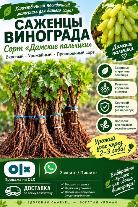 Саженцы винограда