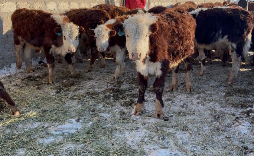 Продам быков годовалых