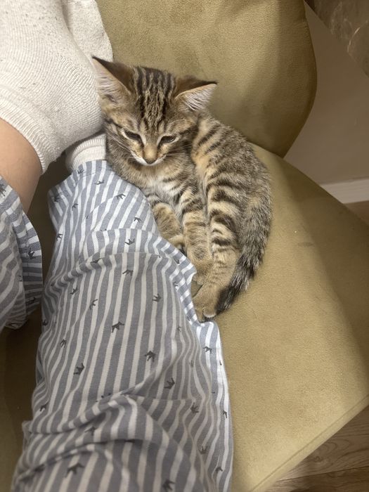 Котенок, девочка, вакцинирована