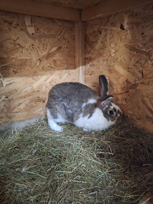 Iepurașii de 7 săptămâni și masculi de 5 luni