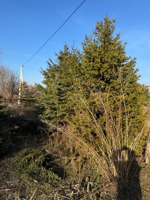 Продам Елки, ТУИ