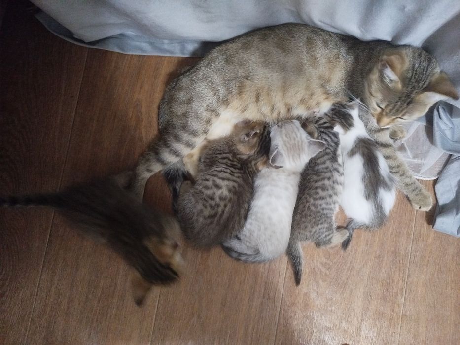 Котята в добрые руки бесплатно