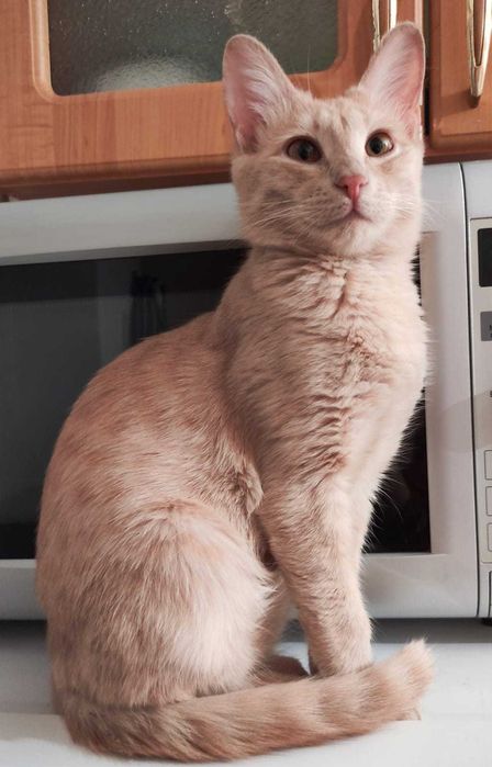 Котята в добрые ручки.