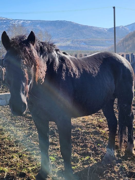 Продам жеребца, конь