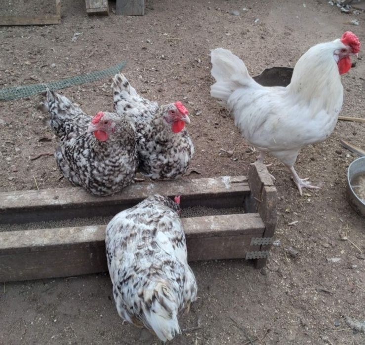 Продам пушкинских курей