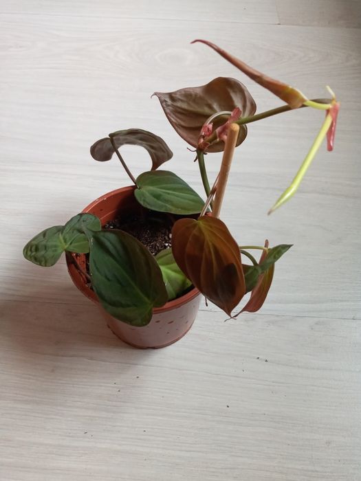 Продам Филодендрон