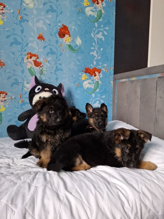 Щенки немецкой овчарки