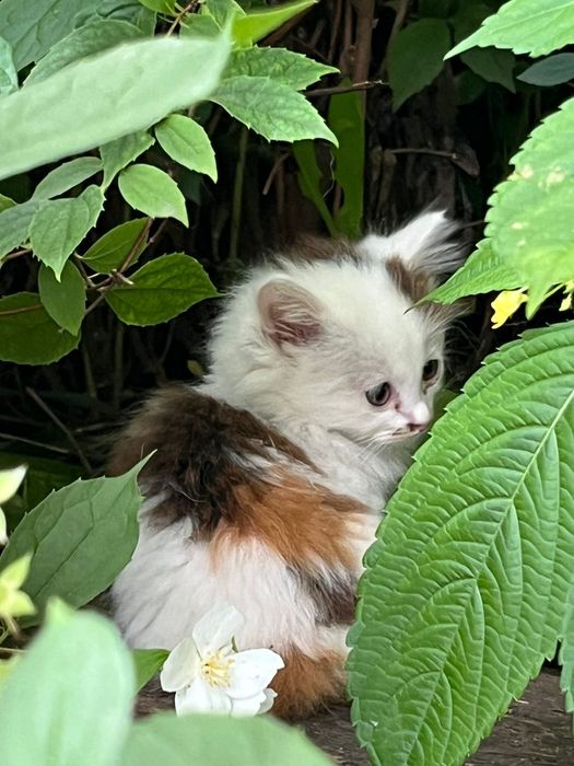 Котята Кот Котенок