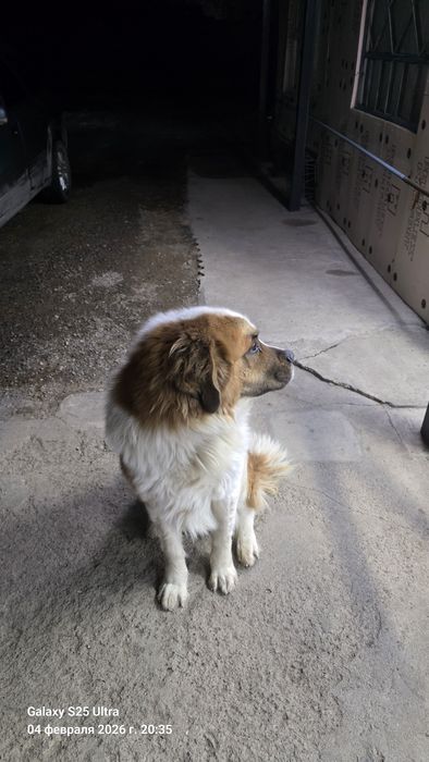 Московская сторожевая