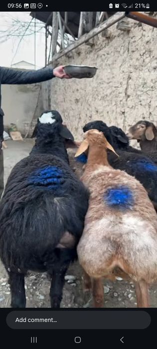 Qurbonlikka bogaman deganlar uchun qoylar sotiladi