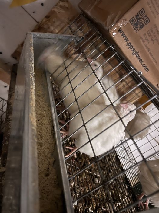 prepelite polar gigant