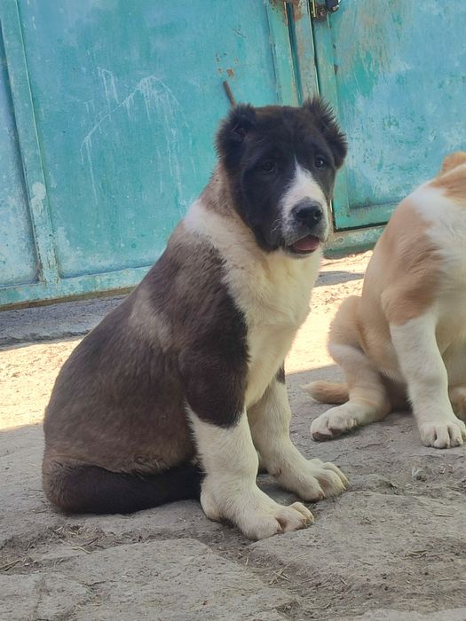 Щенки Алабая САО