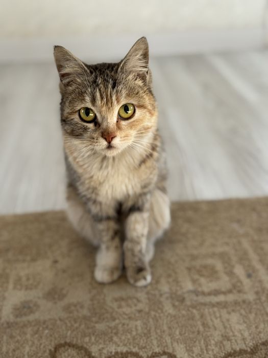 Ищем семью для котенка