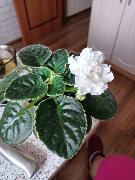 Продам  цветущую фиалку