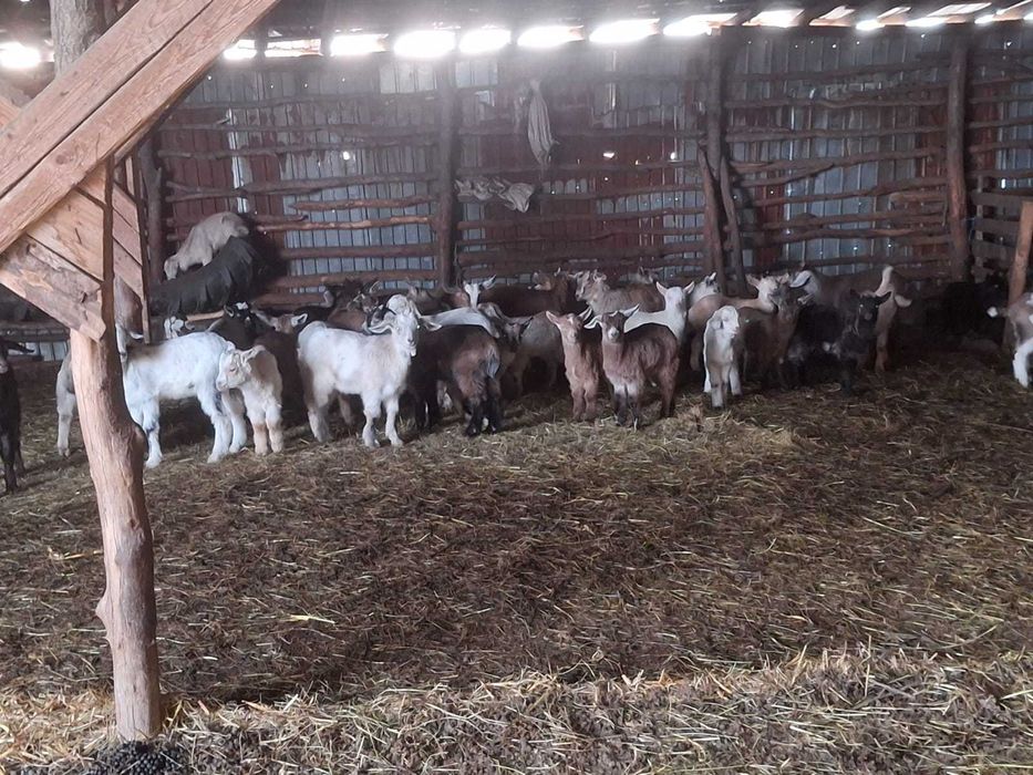 Miei și iezi de vânzare