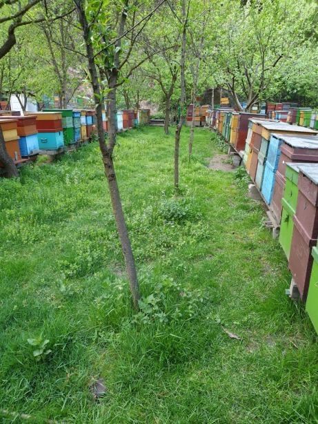 Vand familii de albine