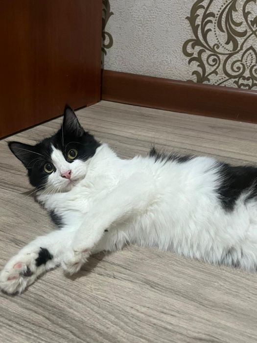 Отдается кошка в хорошие руки