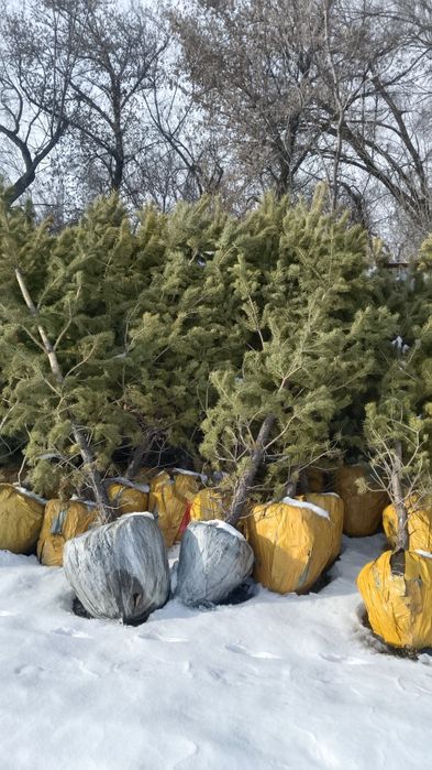 Обычные сосны для дома