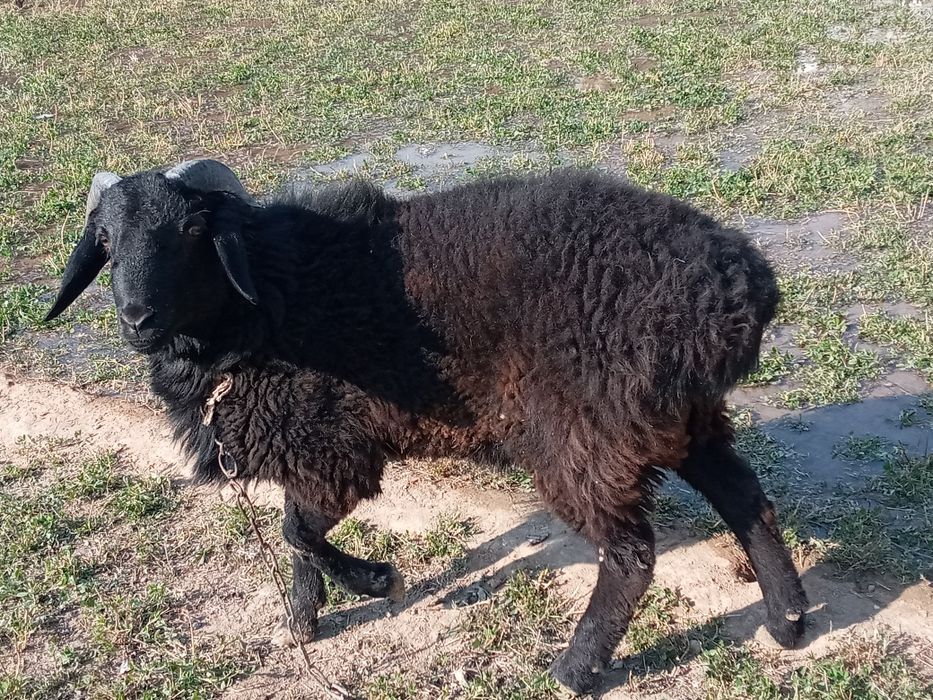 Sotiladi kuchqor zotli o'sishi juda tez