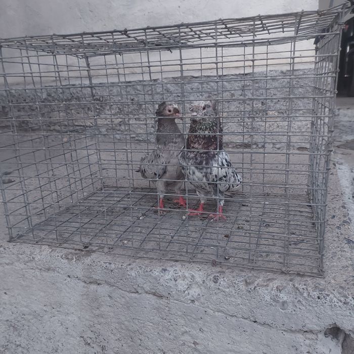 Челкар двух чуби пара гатовый