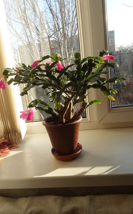 Комнатные растения