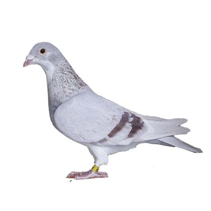 Porumbei voiajori de ornament
