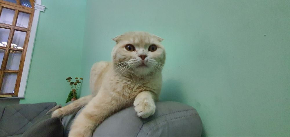 Scottish  fold мальчик