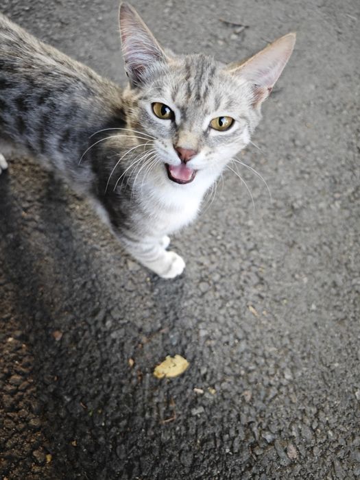 Котики без оплаты