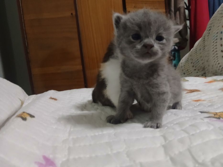 Шотландские веслоухие