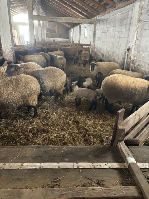 Oi sufolk origine Irlanda