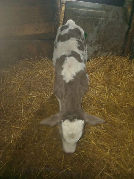 Vînd tăuraş bălțat