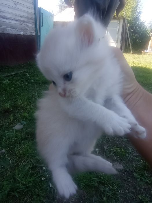Котята бесплатно
