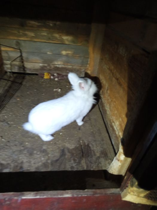 Schimb iepuroaca cap de leu