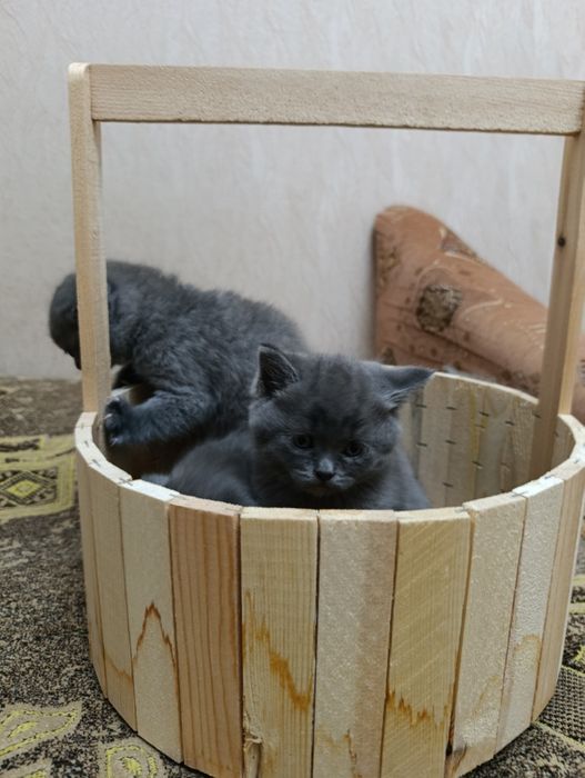 Продаются котята