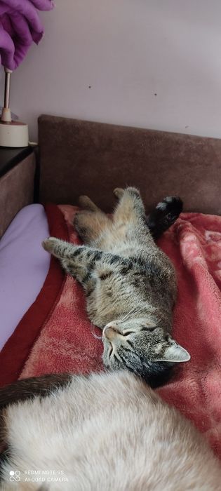Отдам в добрые руки кошечку